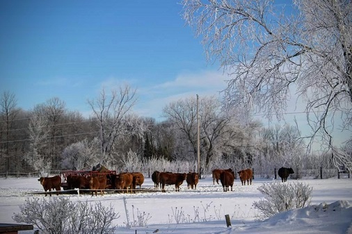 Cattle in the snow